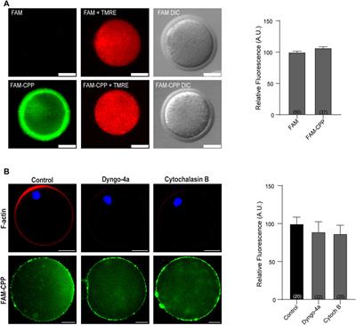 The light chain of tetanus toxin bound to arginine-rich cell-penetrating peptide inhibits cortical reaction in mouse oocytes